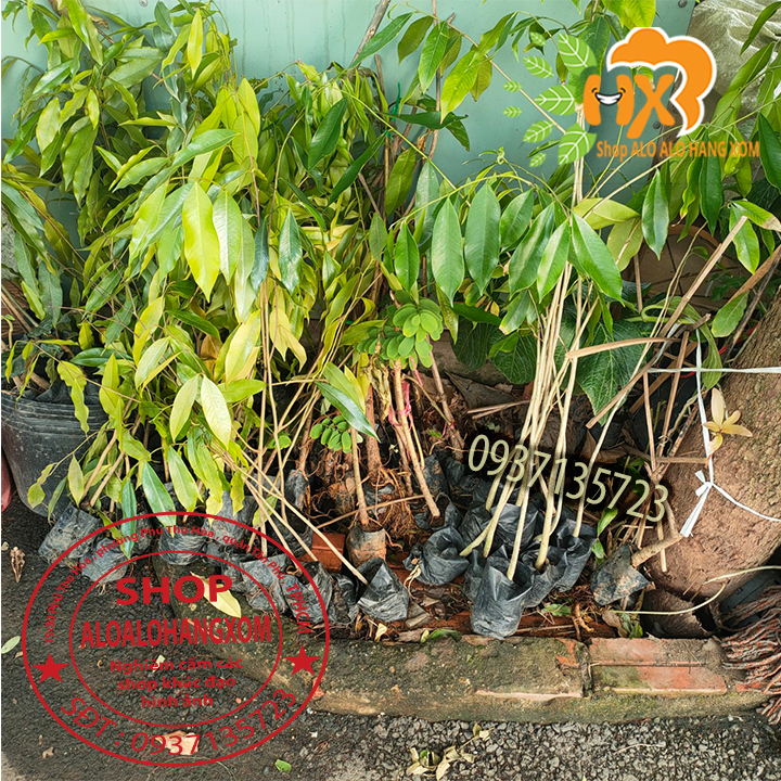 [HCM]combo 5 cây  gió bầu (cây giống)