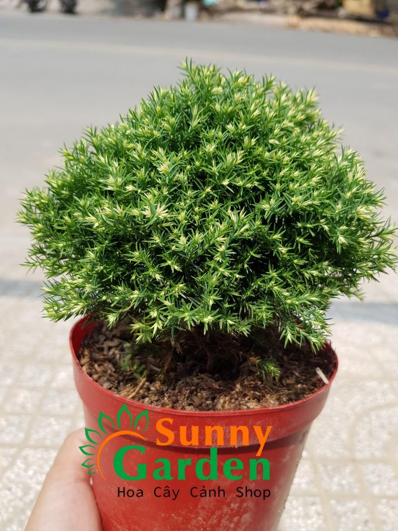 Cây Tùng Bồng Lai Mini - Chậu Cây Phong Thủy