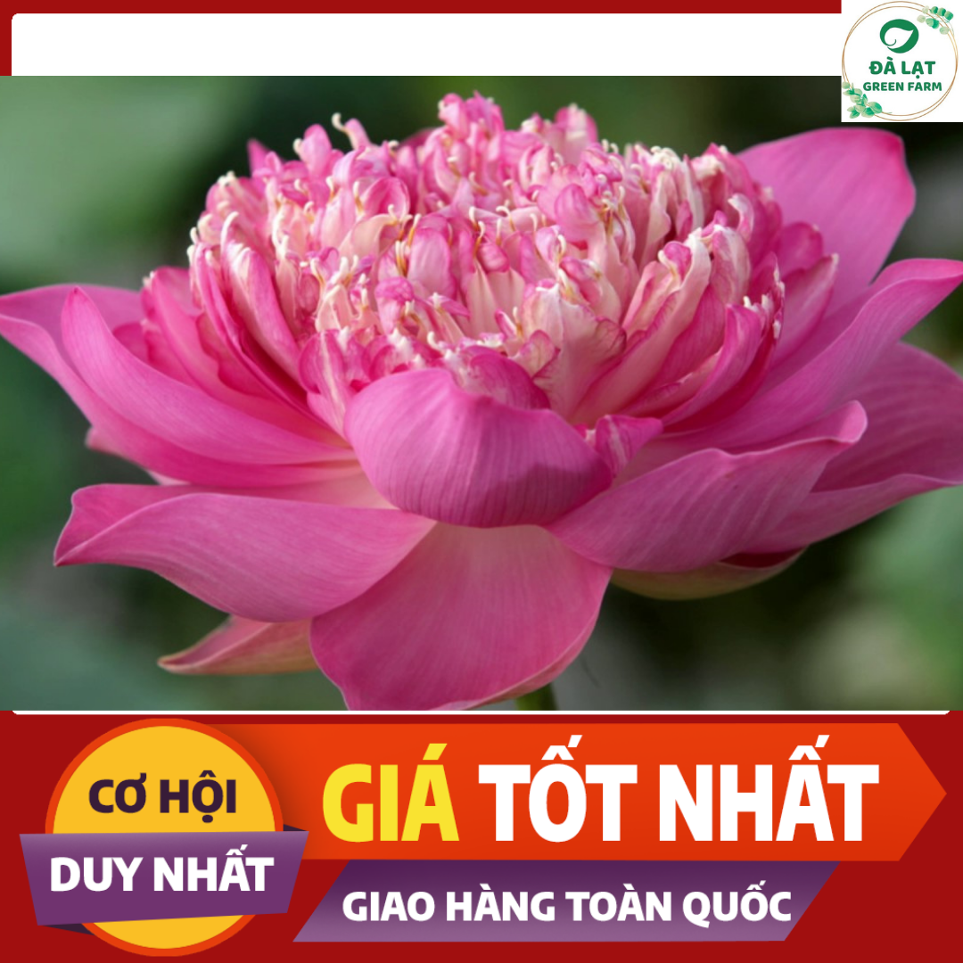 Hạt giống Sen Thái, Sen Quan Âm (5 hạt)