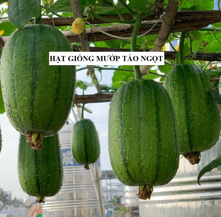 Hạt giống mướp hương táo nhập khẩu Đài Loan - 5 hạt