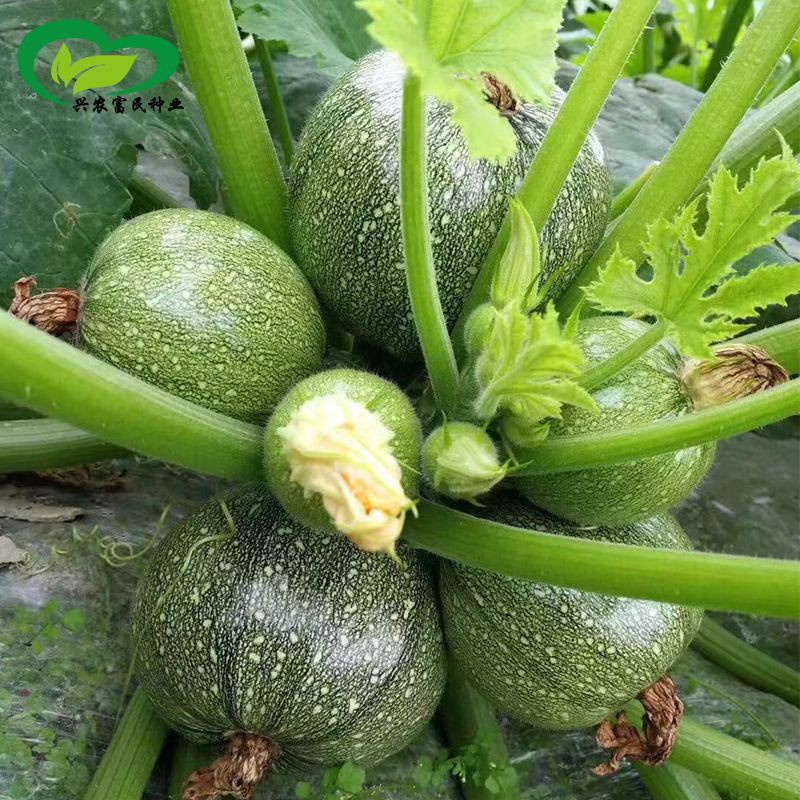 10H - Hạt giống bí ngòi tròn