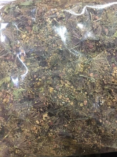 1kg Hoa Tam Thất bắc sạch rẻ
