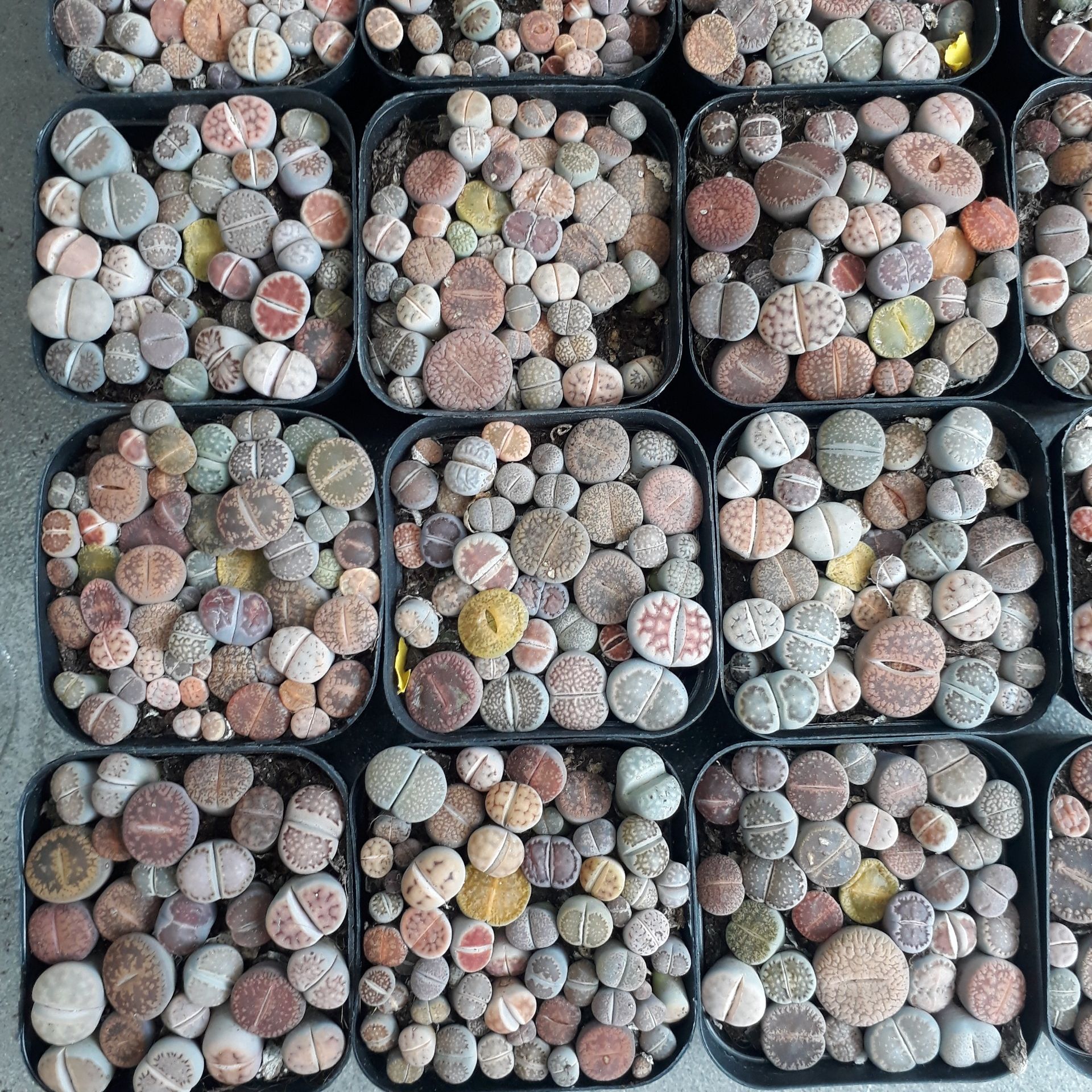 Sen mông chậu vuông Mix đủ màu/đủ loại (Sen Mông/Lithops/Thạch Lan)