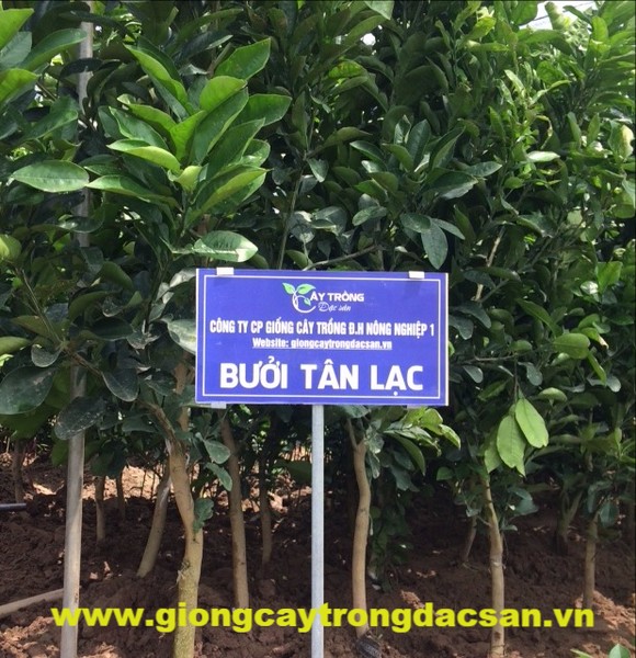 Cây Giống Bưởi Tân Lạc cao 80 cm