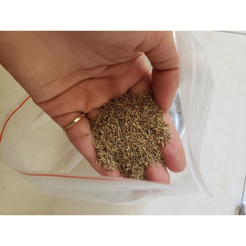 Hạt Giống Ớt Kiểng Tròn Ngũ Sắc - 50 Hạt