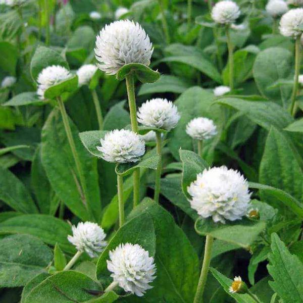 100 HẠT GIỐNG CÚC BẠCH NHẬT