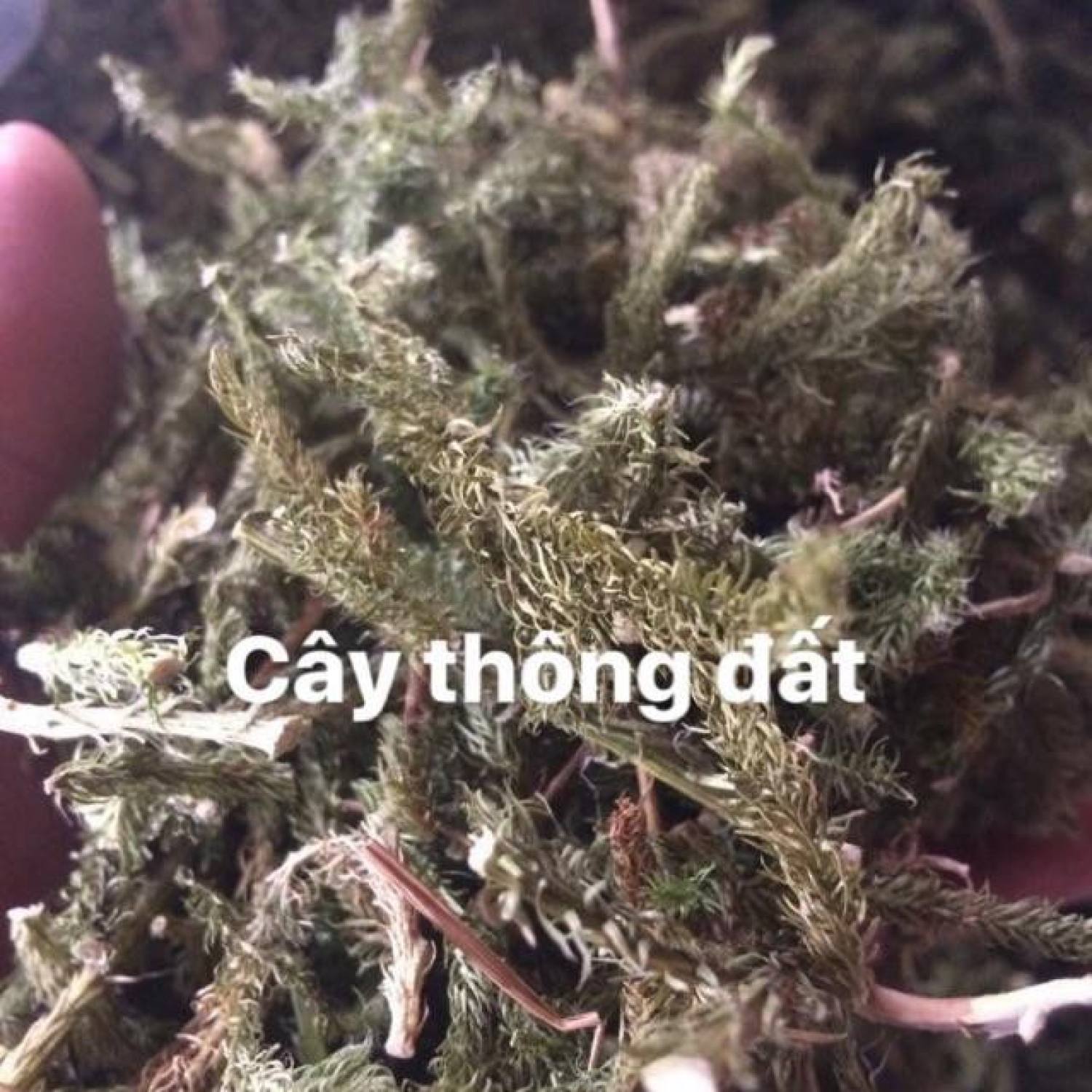 1kg cây thông đất khô hàng lᴏại 1 GT108