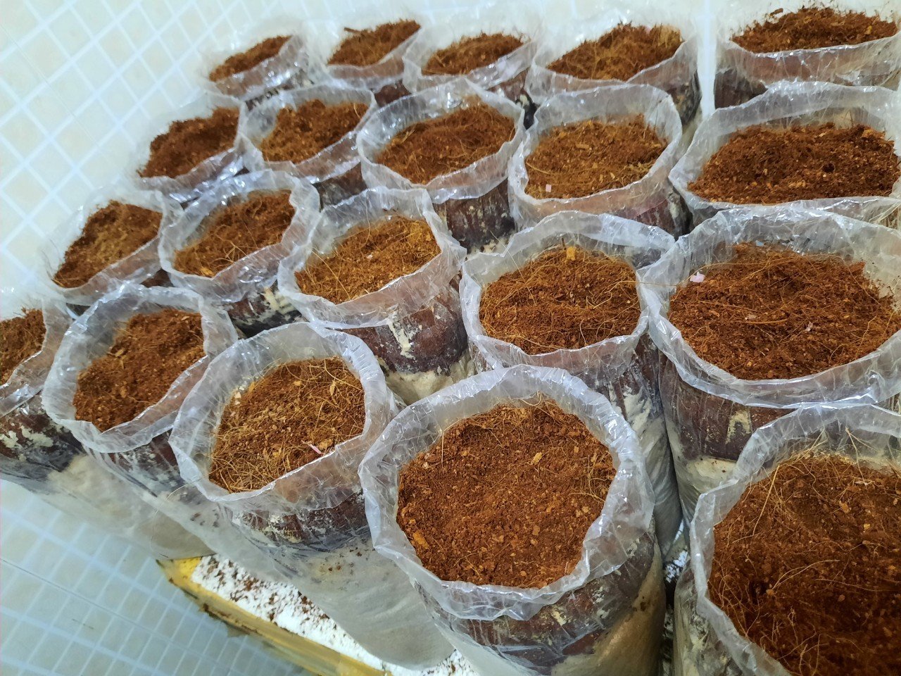 Phôi Nấm Mối Đen (1 kiện hàng 4 bịch)&Có Mụn Dừa Đủ Trồng