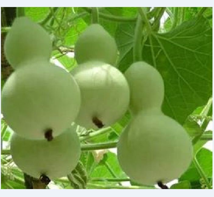 Combo 4 gói hạt giống bầu bí- ( bí hạt đậu +  bầu hồ lô + bí xanh dài + bầu sao )