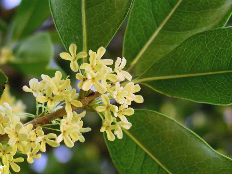 Cây giống mộc hương ta