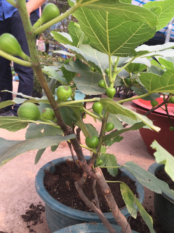 CÂY GIỐNG SUNG MỸ ( CÂY VẢ TÂY ) QUẢ TO SIÊU NGỌT