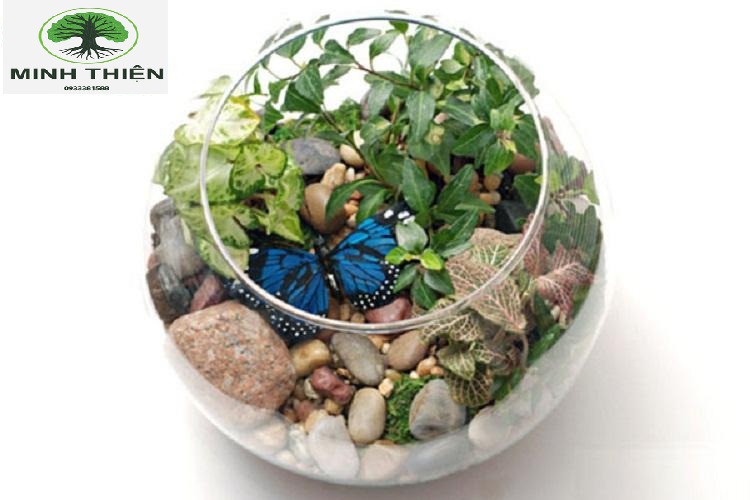 Bể Cá Thủy Tinh 13cm x 17cm - T11