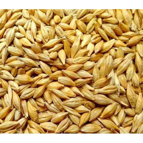 4kg hạt đại mạch (Barley Seed) dinh dưỡng cho Pet.