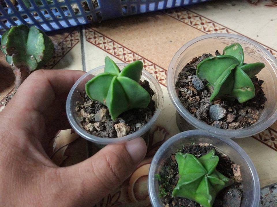 Hạt Giống Xương Rồng Astro ( 20 hạt gói )