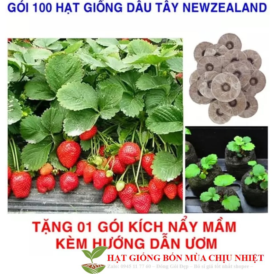 MJ208 DÂU TÂY NEW ZEALAND HIFARM 50 hạt