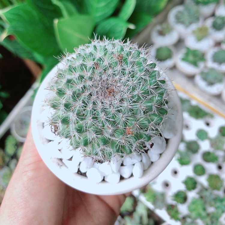 Chậu Xương Rồng Bánh Sinh Nhật