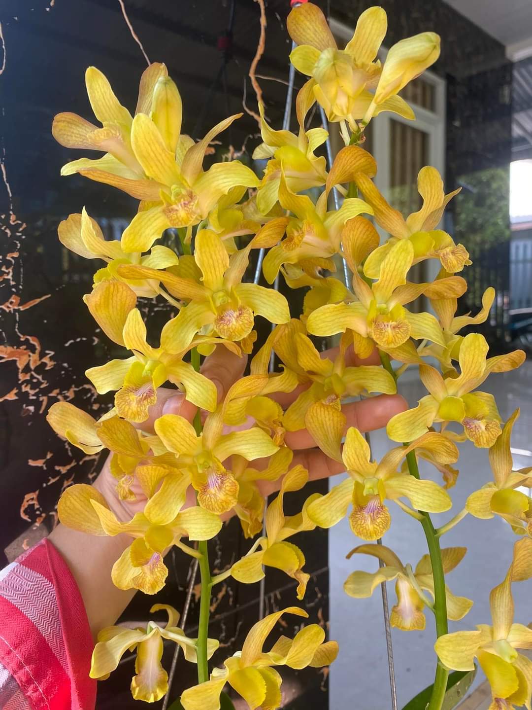 HOA LAN DENRO NẮNG HOÀNG LONG