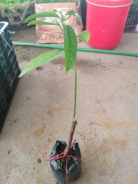Cây dâu da đất giống