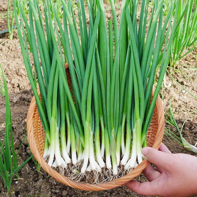 Hạt giống Hành Lá, hàng Công ty Thuận Điền