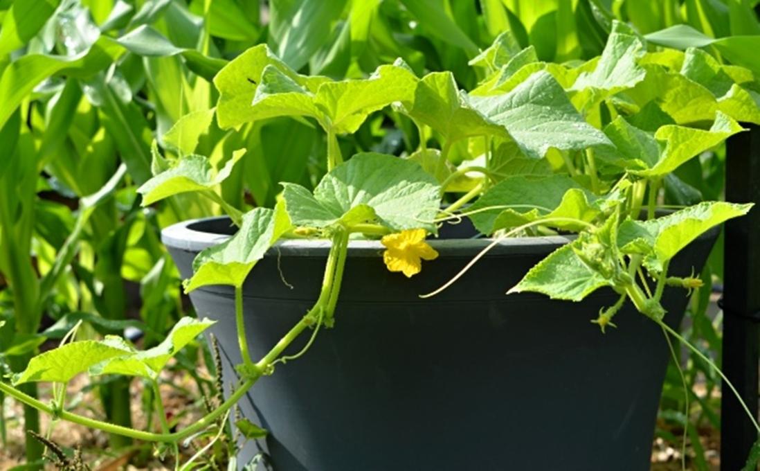 Hạt giống Dưa chuột nếp ta - Gói lớn nhiều hạt - Tặng gói kích nảy mầm