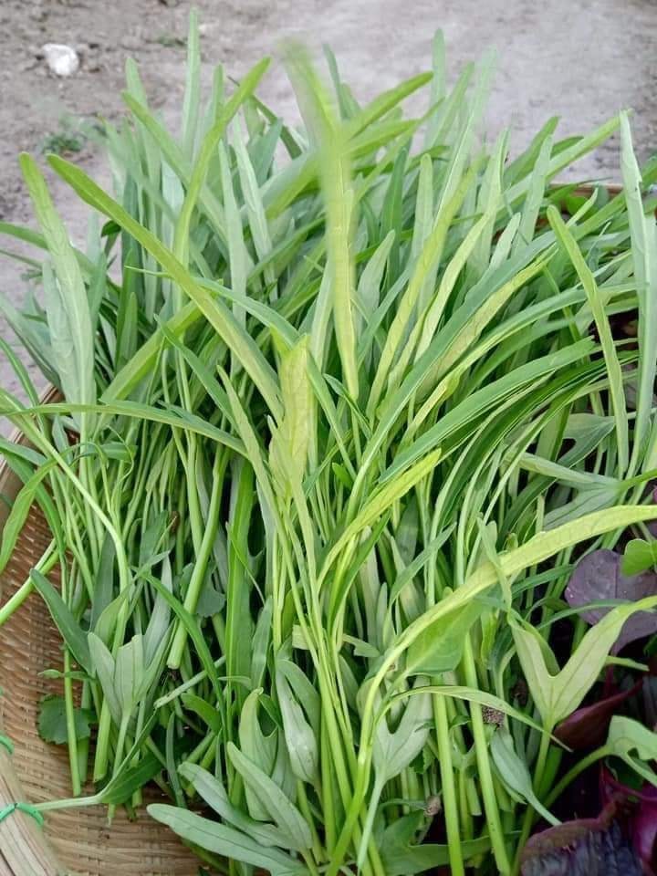 [HCM]Hạt Giống Rau Muống Lá Tre