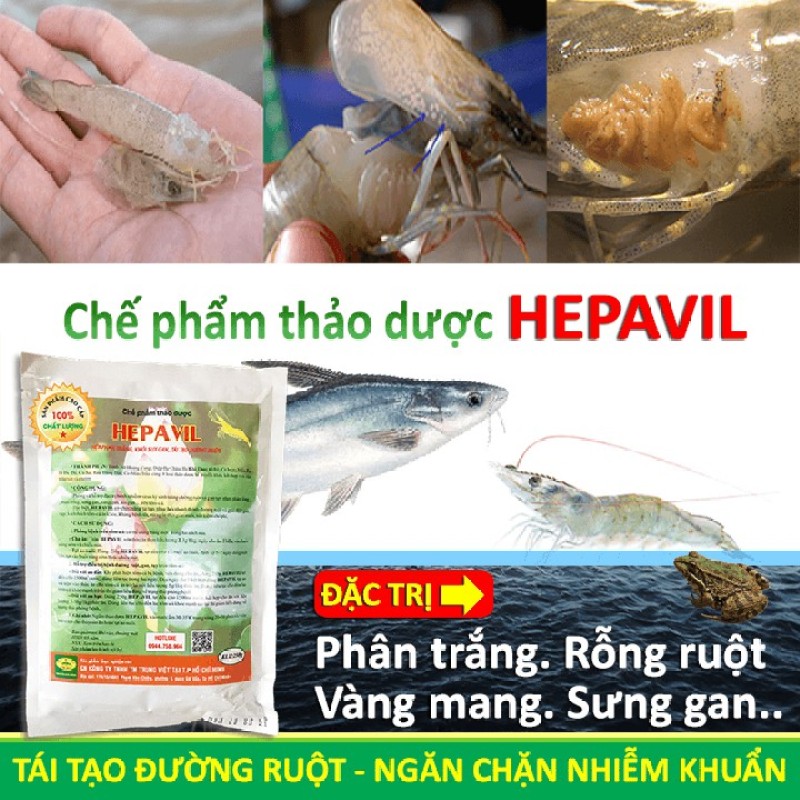 Chế Phẩm Thảo Dược Hepavil - Thuốc Đặc Bệnh Rỗng Ruột, Phân Trắng, Vàng Mang, Sưng Gan Trên Tôm, Cá, Ếch - Trị Bệnh Cá