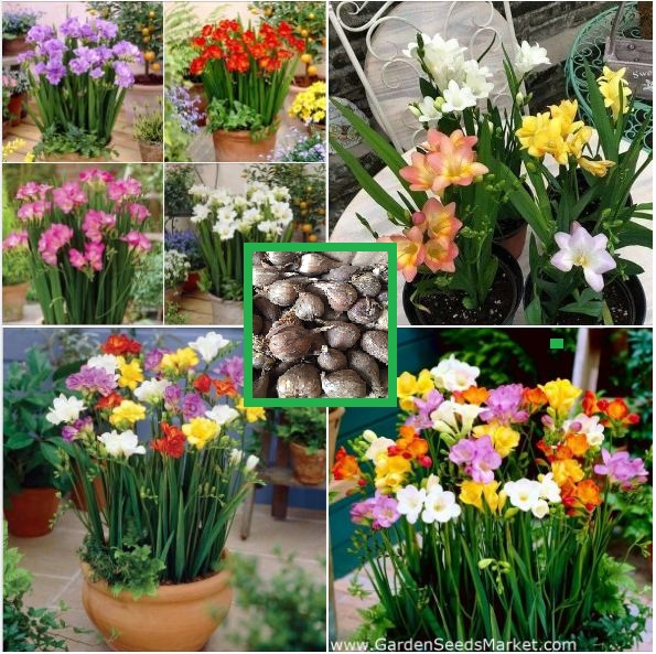 1 set 6 củ hoa lan nam phi 6 màu - tặng kèm 6 viên nén xơ dừa ươm củ