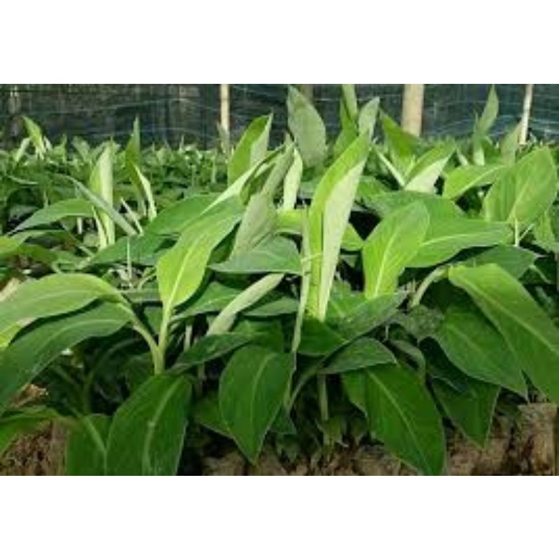CÂY GIỐNG CHUỐI TIÊU CẤY MÔ (cây giống có bảo hành )