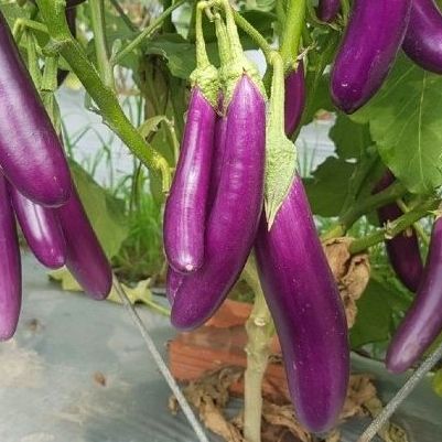 30 Hạt giống cà tím (cà nâu cơm xanh) sai trái