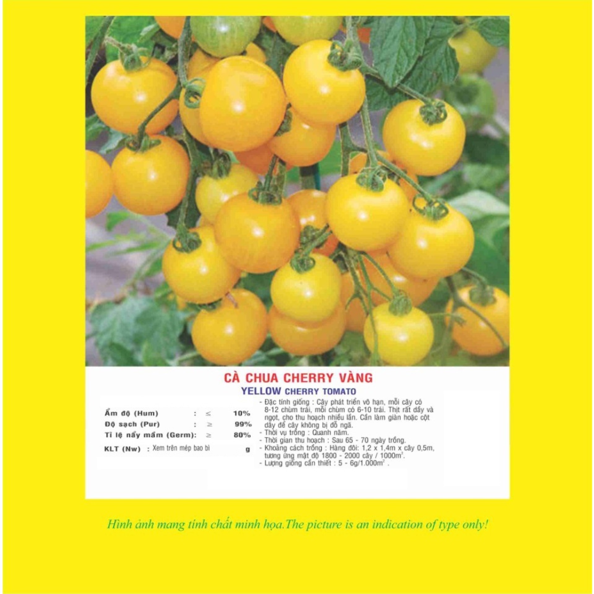 Hạt giống Cà chua Cherry vàng VTP15 | Vạn Tín Store