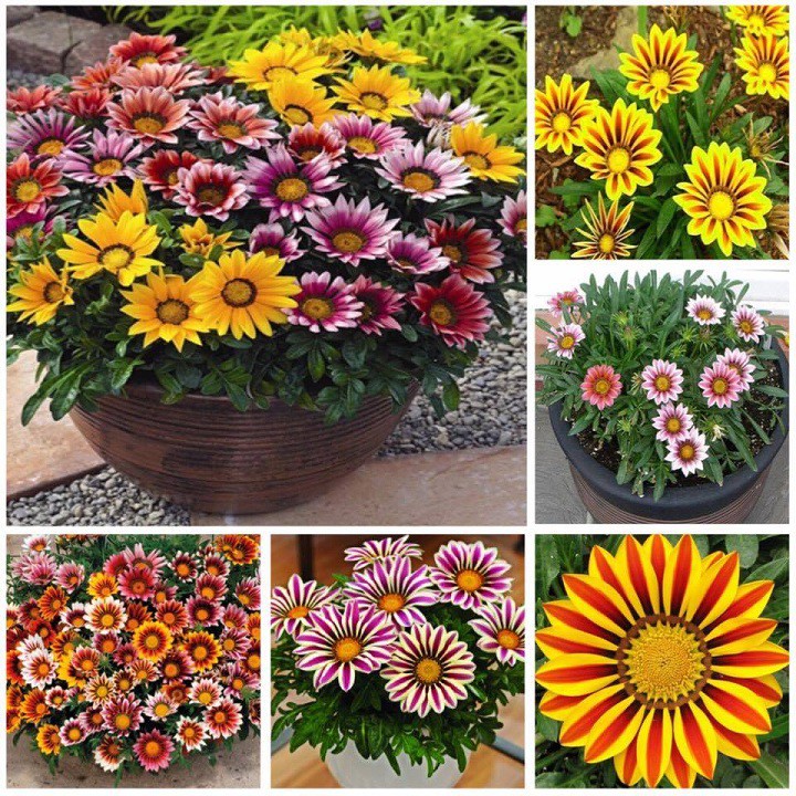 "Gói 50 Hạt " Hạt giống hoa Cúc Huân Chương Mix Màu