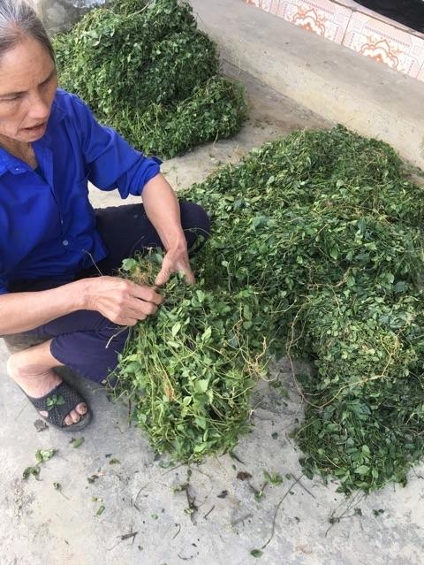 Giảo Cổ Lam Khô 1kg