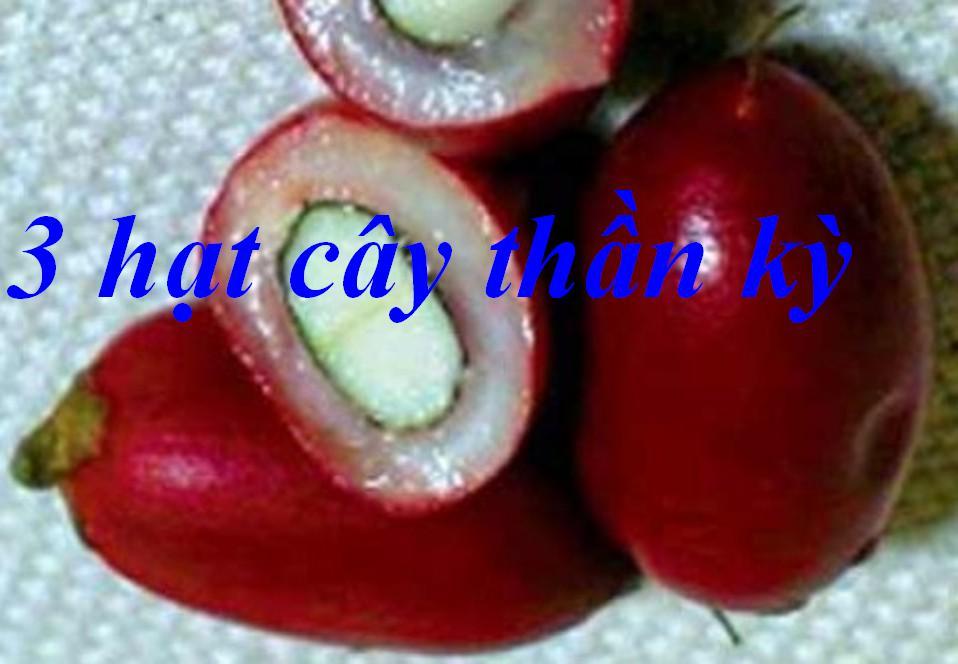 3 hạt cây thần kỳ