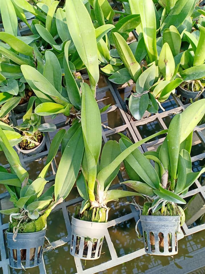 Lan Cattleya Giống nhiều màu, hoa bông to đại cực thơm giá siêu rẻ