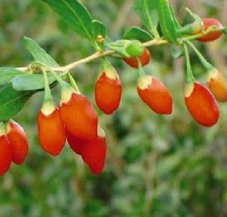 Hạt giống câu kỷ tử  ( cây dược liệu ) 50 Hạt - VTNT