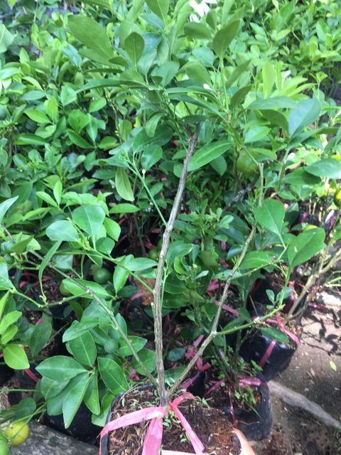 Cây tắc giống (cây quất)