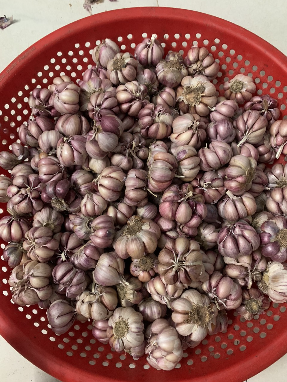 Free ship 1KG TỎI TÍM PHAN RANG ĐƯỢC LÀM SẠCH