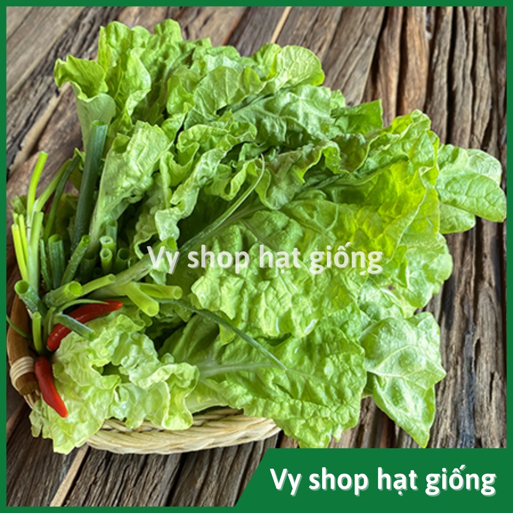 Hạt giống rau cải bẹ dúm (dún, dúng, nhúng) Thái Lan gói 2100 hạt