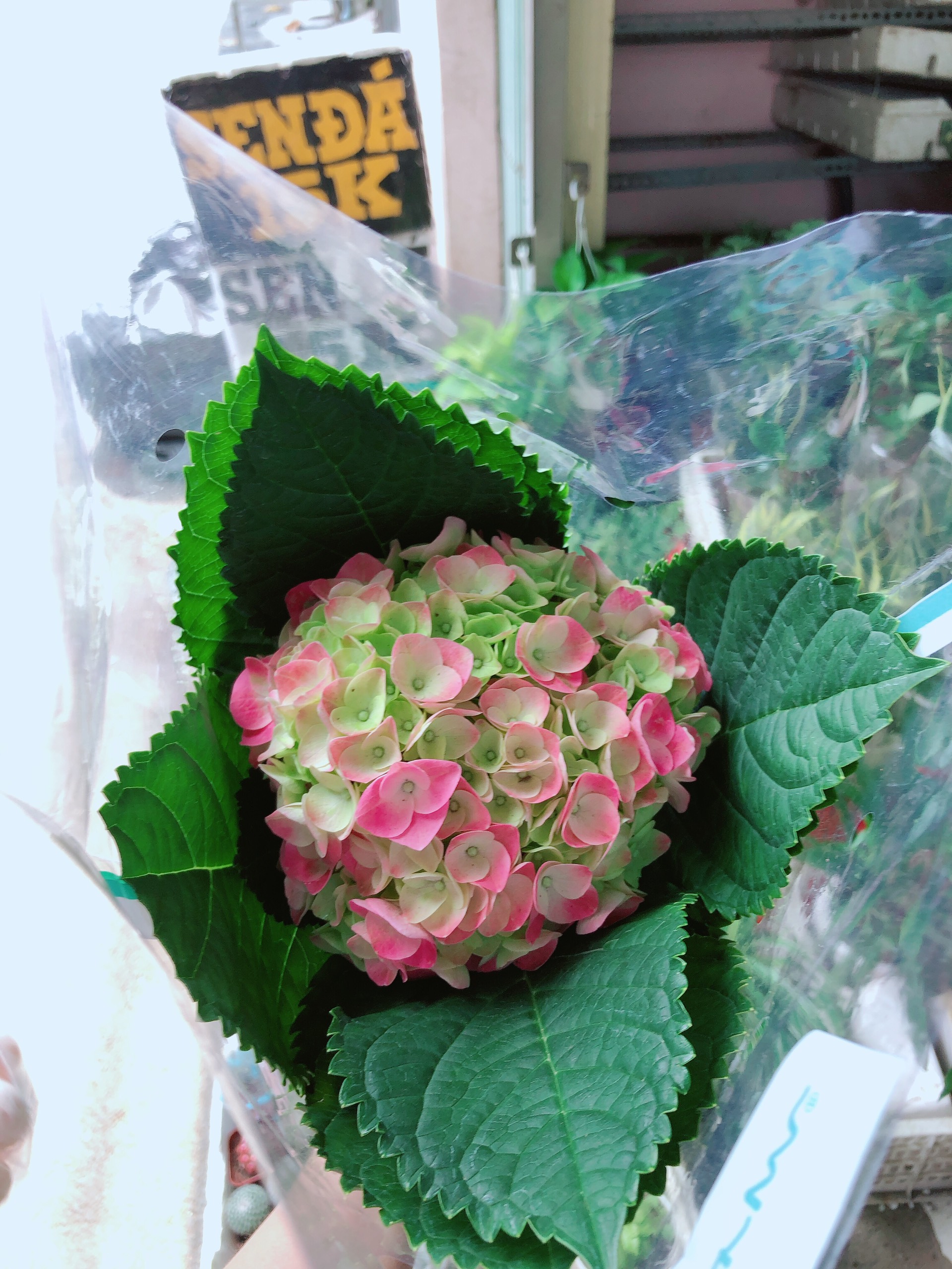 Cây Cẩm Tú Cầu
