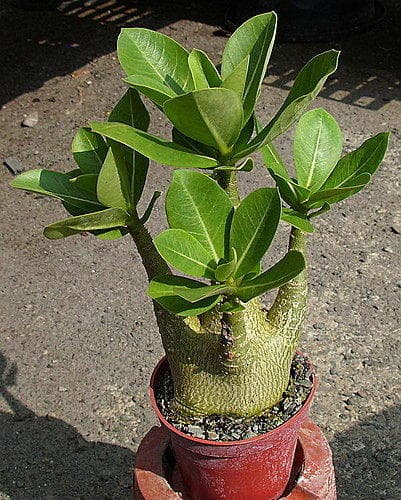 Hạt giống sứ kim Tự Tháp
