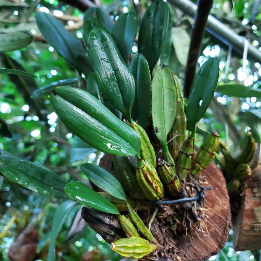 HOA LAN VẢY RỒNG GHÉP GỖ VÚ SỮA