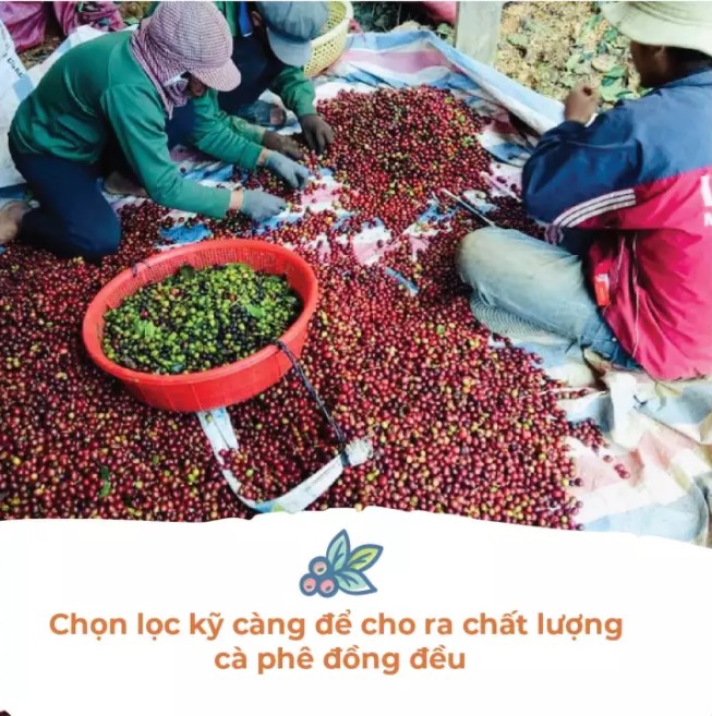 Cà Phê Phin DalatFarm - Hộp 250Gr (Dạng Bột)
