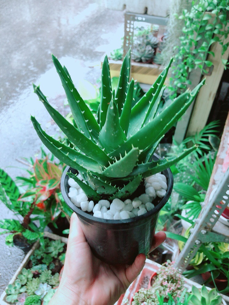 [HCM]Nha Đam Kiểng