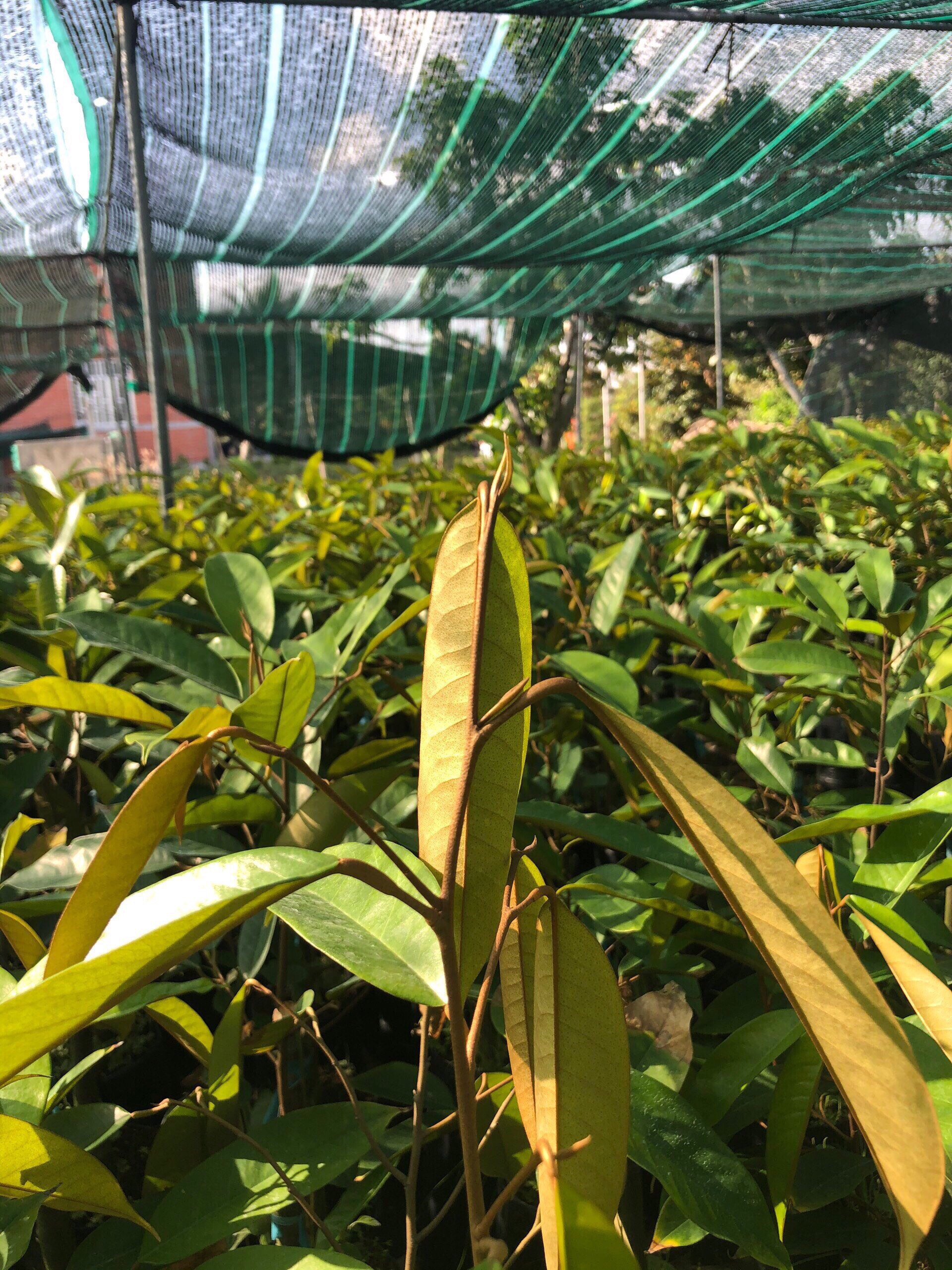 HUMIC RICH - RONG BIỂN