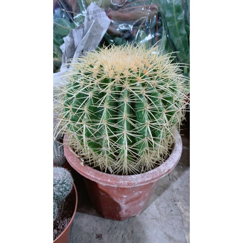 Xương rồng kim hổ lớn đường kính 15cm