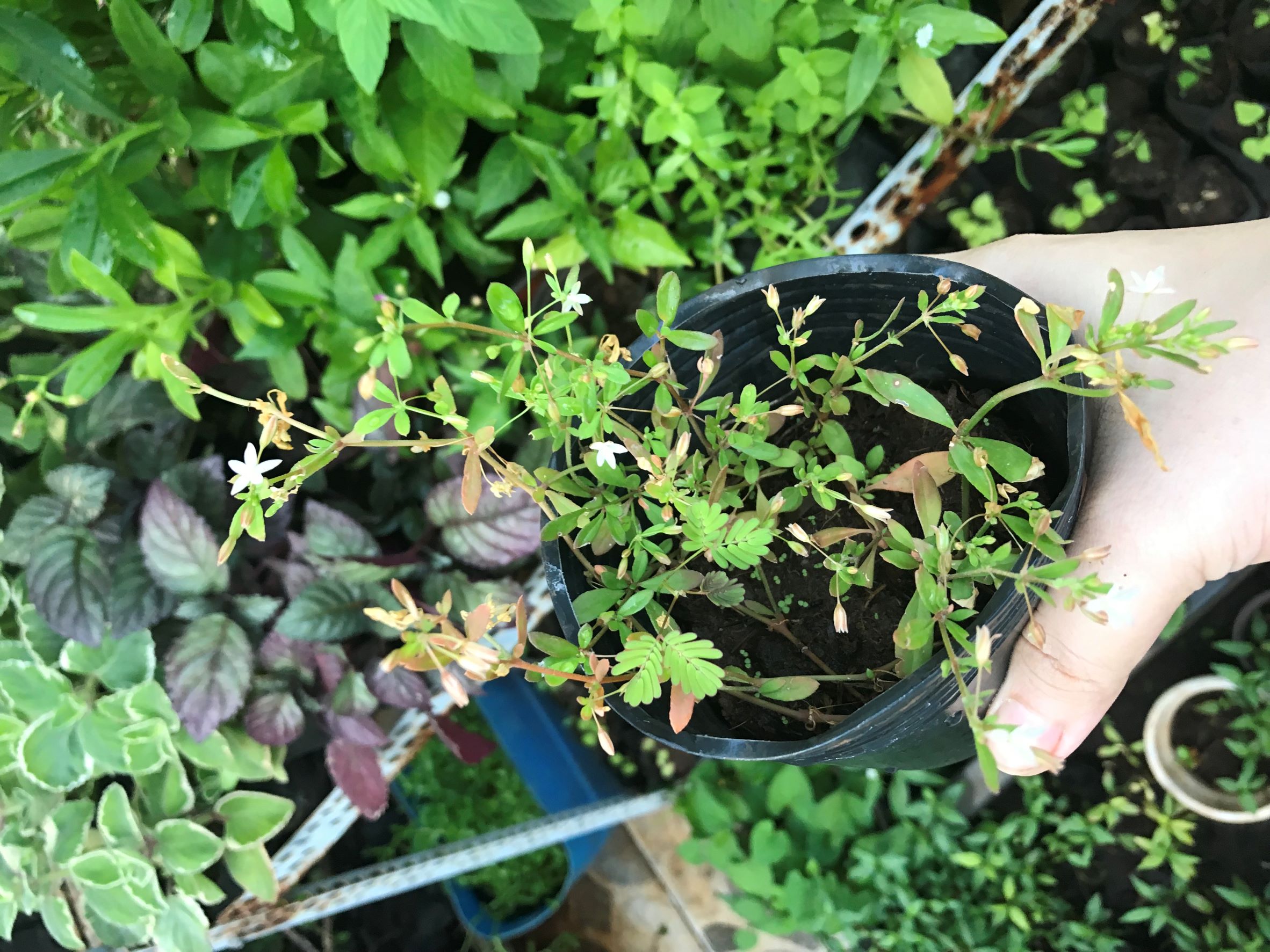 Cây giống rau đắng đất