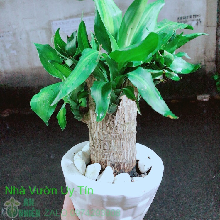 Chậu cây trúc bách hợp