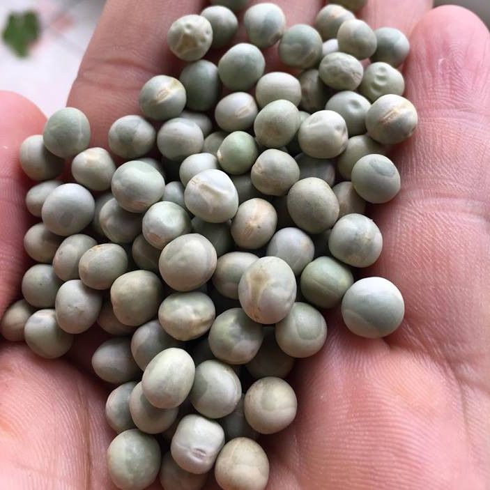 Đậu Hà Lan Nguyên Hạt Hũ 500g .