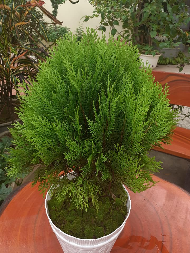 CÂY TRẮC BÁCH DIỆP