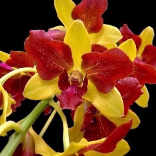 Dendro đột biến 3 vàng 3 đỏ